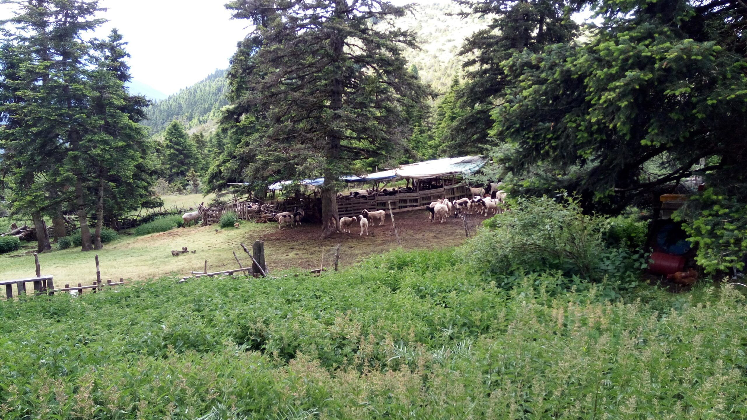 IMG_20170528_091805