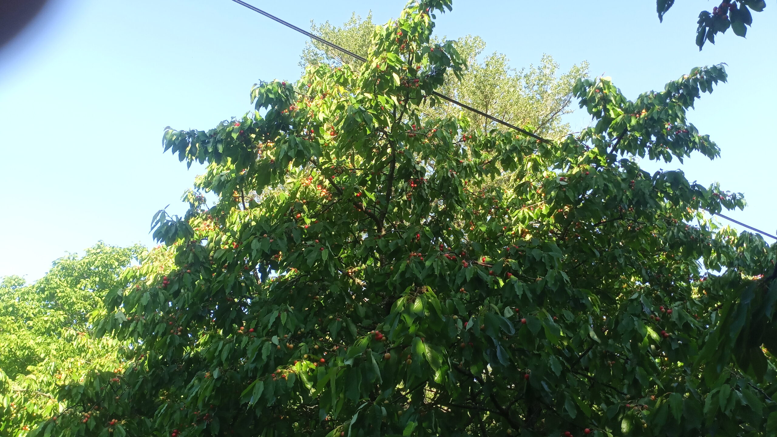 IMG_20220608_084336