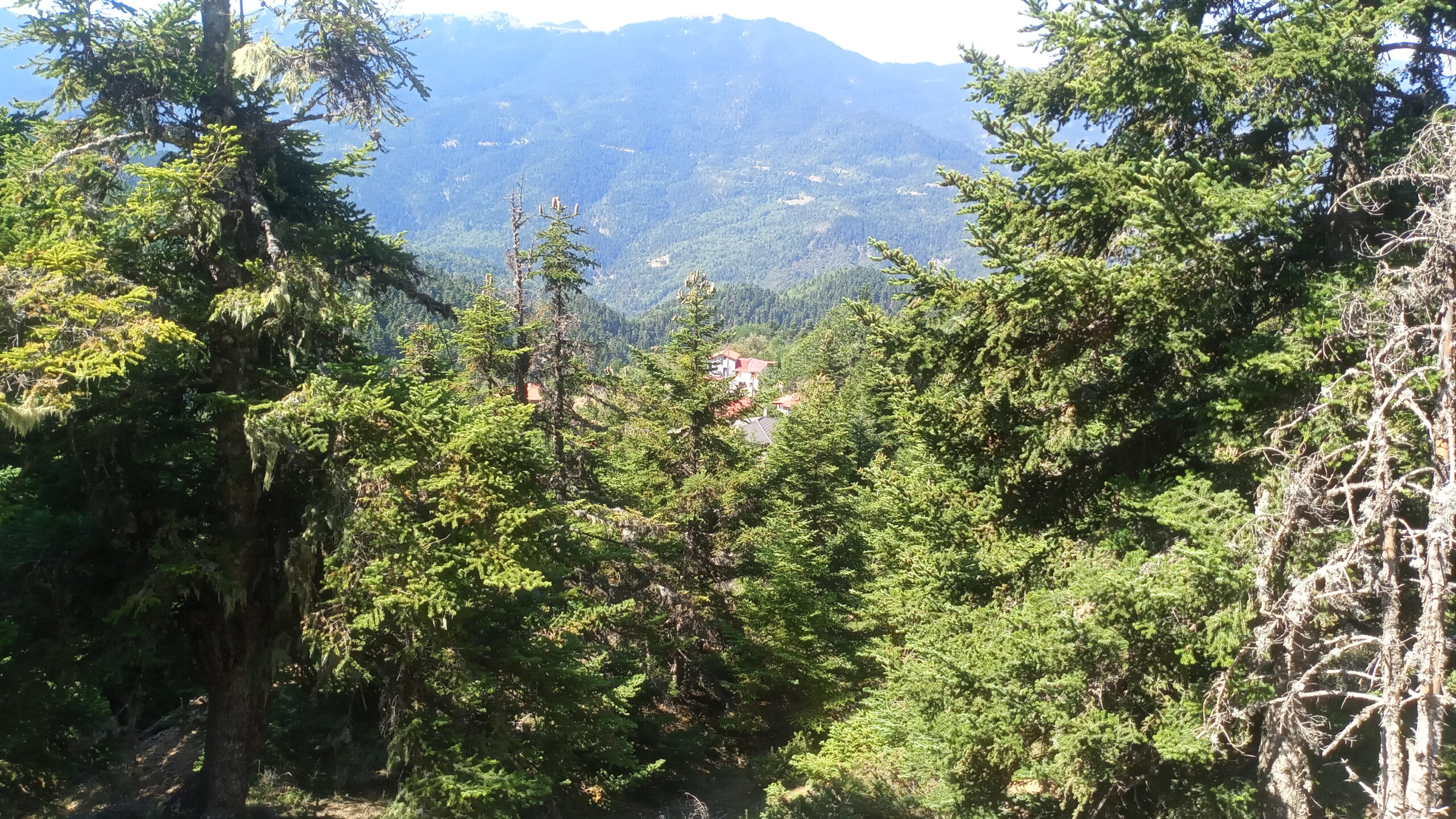IMG_20220728_110528